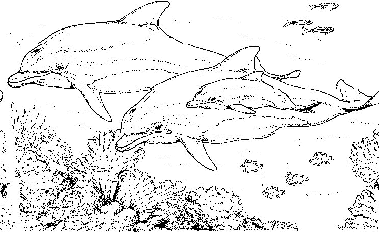 Coloriage Fond Marin #33018 à imprimer Coloriage Fond Marin #33018 à imprimer