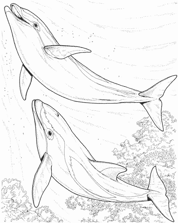 Coloriage Fond Marin #33030 à imprimer Coloriage Fond Marin #33030 à imprimer