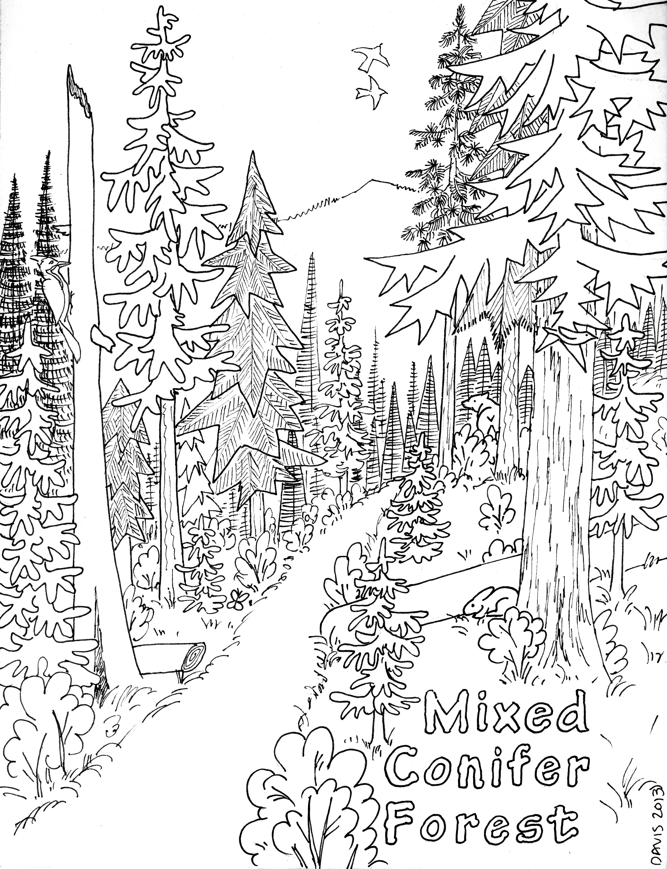 Coloriage d'une forêt avec des arbres, un ruisseau et des animaux