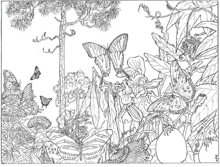 Un coloriage de forêt avec des arbres et des animaux