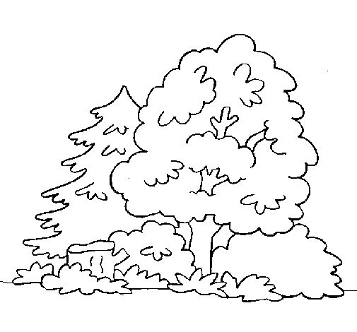 Coloriage d'une forêt avec un chemin sinueux et des arbres majestueux