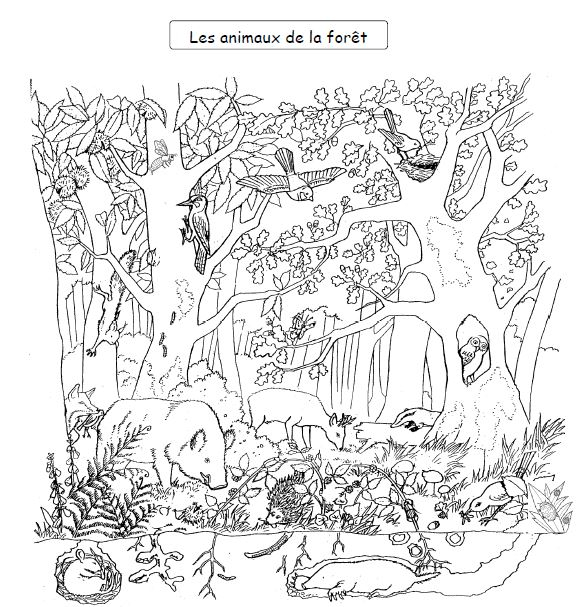 Coloriage d'une forêt avec des arbres et des animaux
