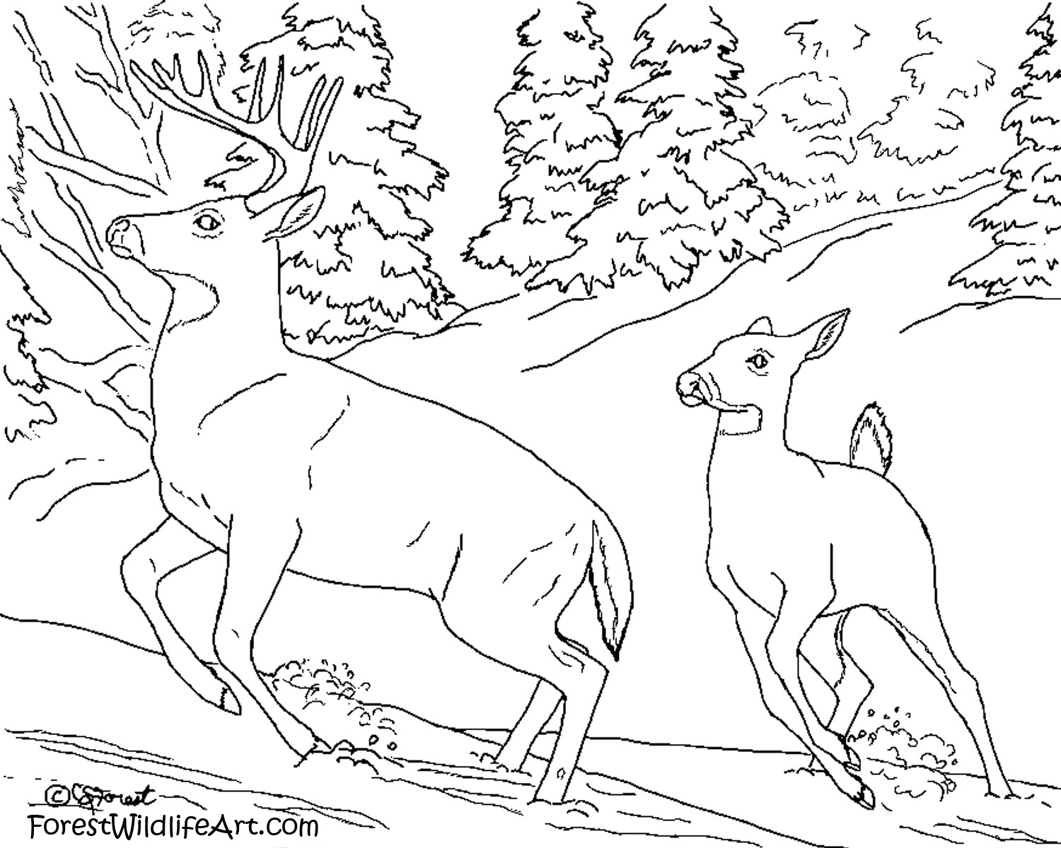 Coloriage d'une forêt dense avec des animaux et des végétaux
