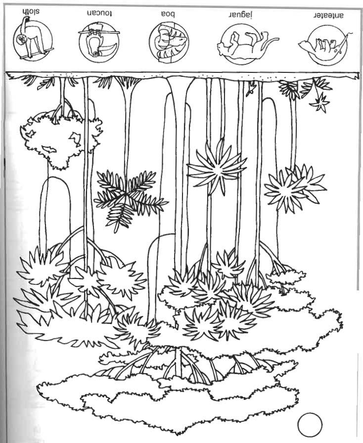 Coloriage d'une forêt dense avec des arbres et des animaux