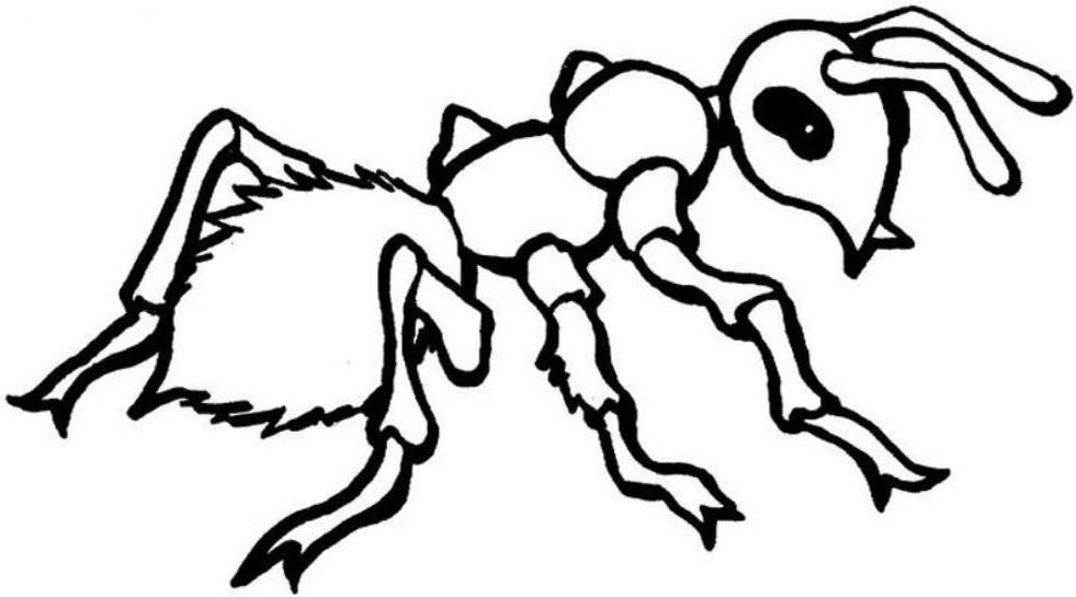 Coloriage d'une fourmi explorant un chemin forestier