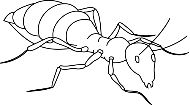 Coloriage d'une fourmi en pleine exploration sur une feuille