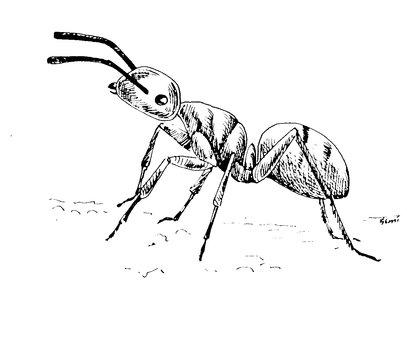 Coloriage d'une fourmi en pleine activité dans son environnement naturel