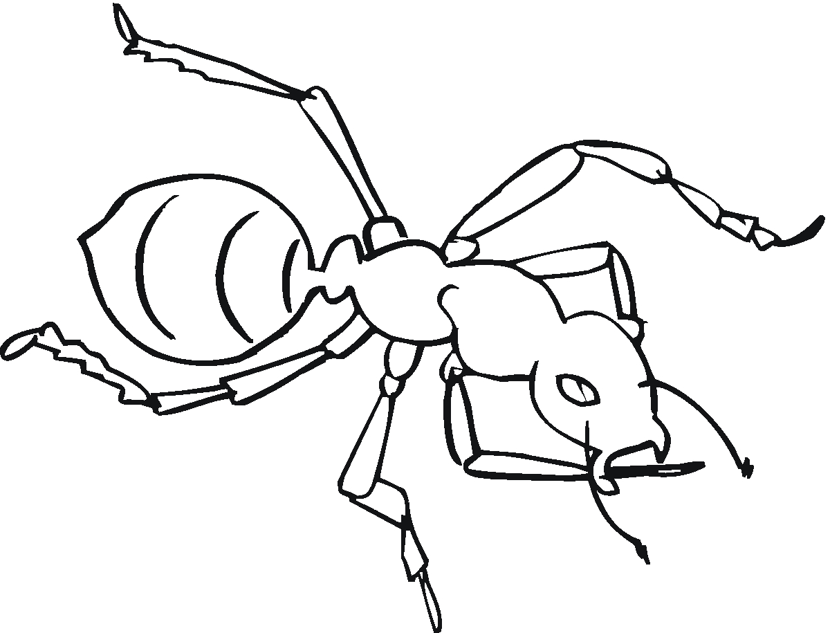 Coloriage d'une fourmi en pleine exploration sur une feuille