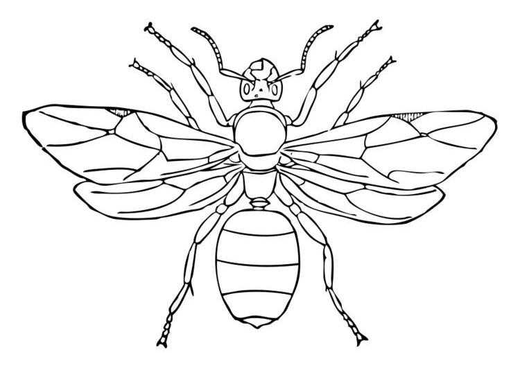 Coloriage d'une fourmi évoluant sur une feuille