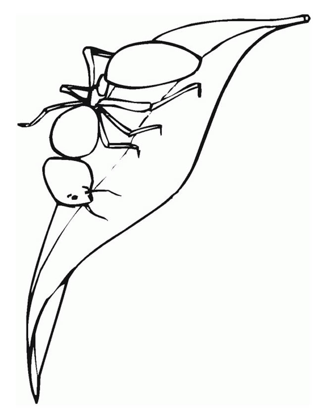Coloriage d'une fourmi sur une feuille avec des éléments naturels