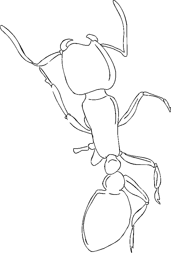 Un coloriage d'une fourmi au travail dans son environnement naturel