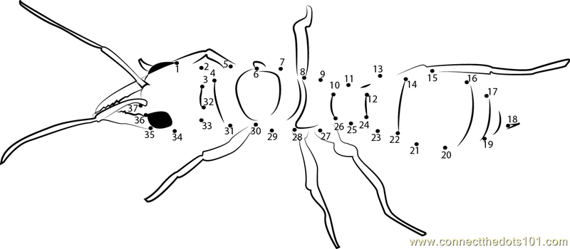 Coloriage d'une fourmi sur une branche avec des feuilles Coloriage d'une fourmi sur une branche avec des feuilles