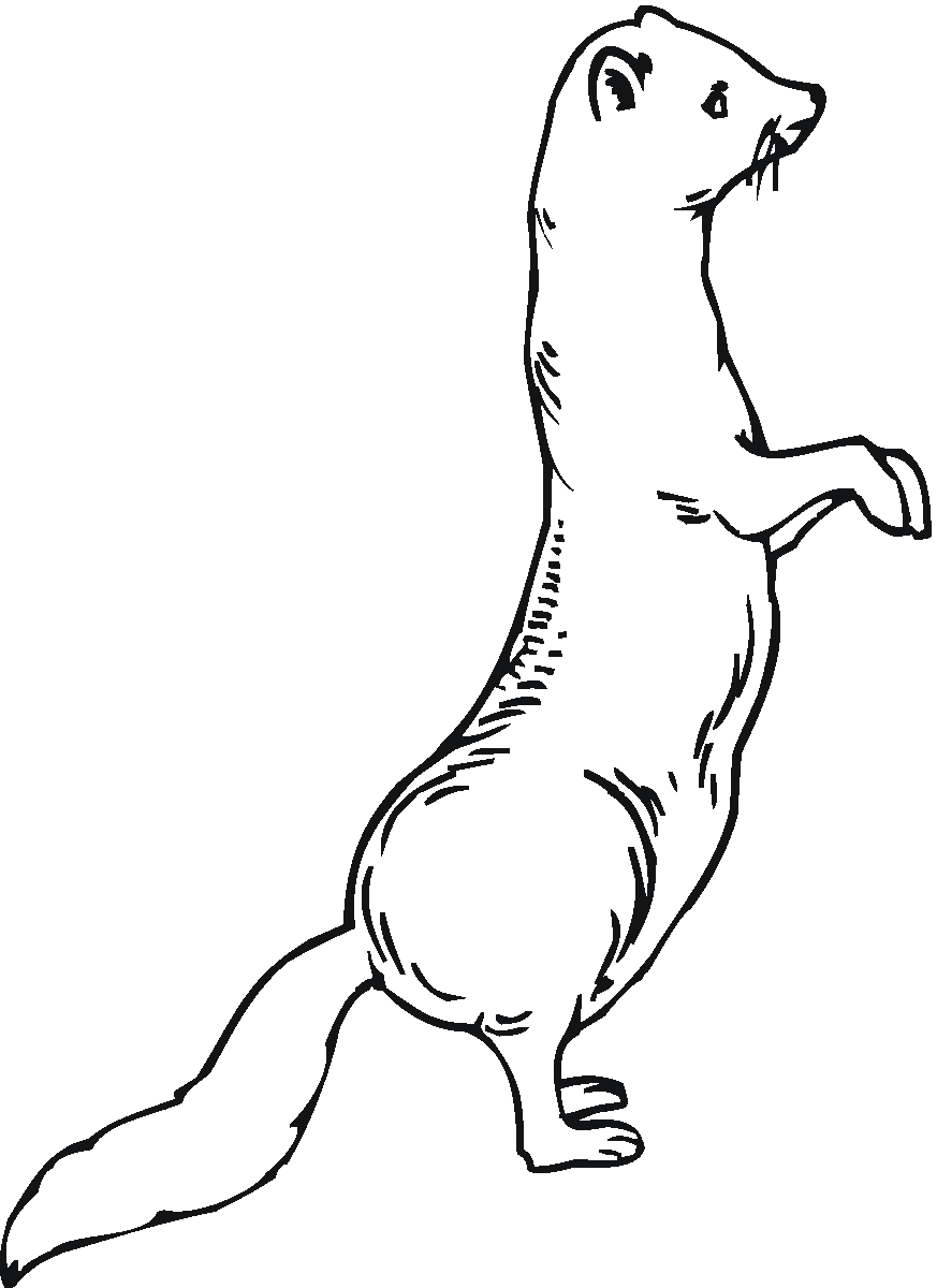 Un furet espiègle jouant dans un jardin ensoleillé Un furet espiègle jouant dans un jardin ensoleillé