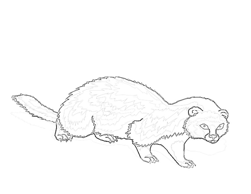 Un furet curieux explorant son environnement