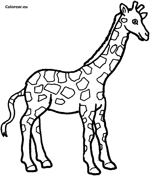 Coloriage d'une girafe dans un environnement naturel