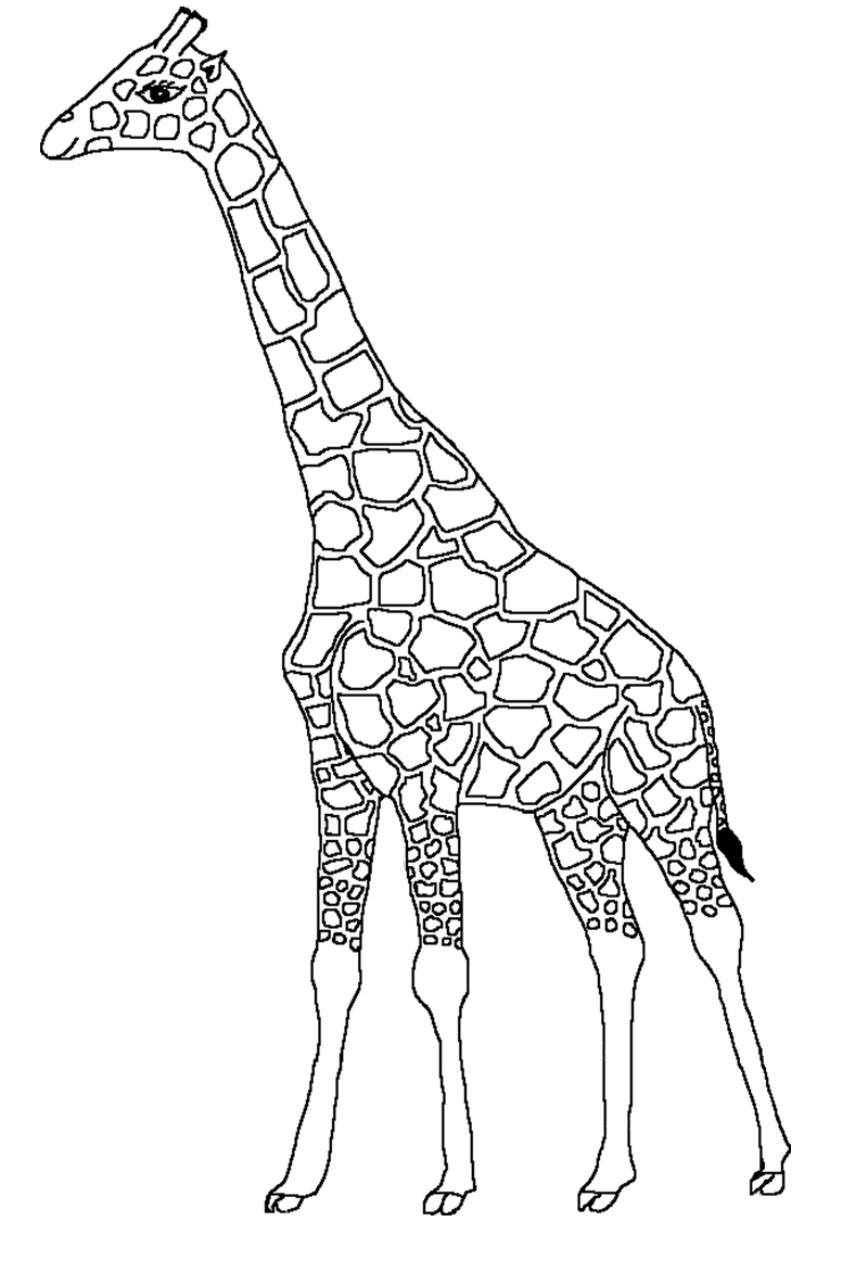 Coloriage d'une girafe dans un environnement naturel