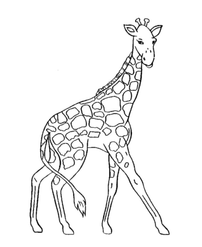 Coloriage d'une girafe au long cou se nourrissant d'arbres