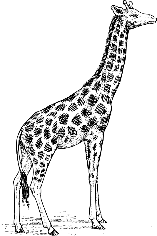 Coloriage d'une girafe dans un paysage naturel