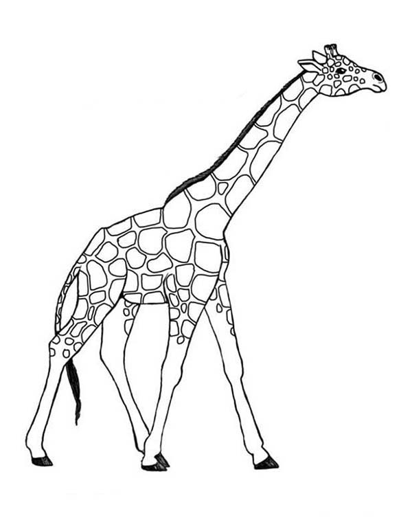 Coloriage d'une girafe joyeuse dans un paysage naturel