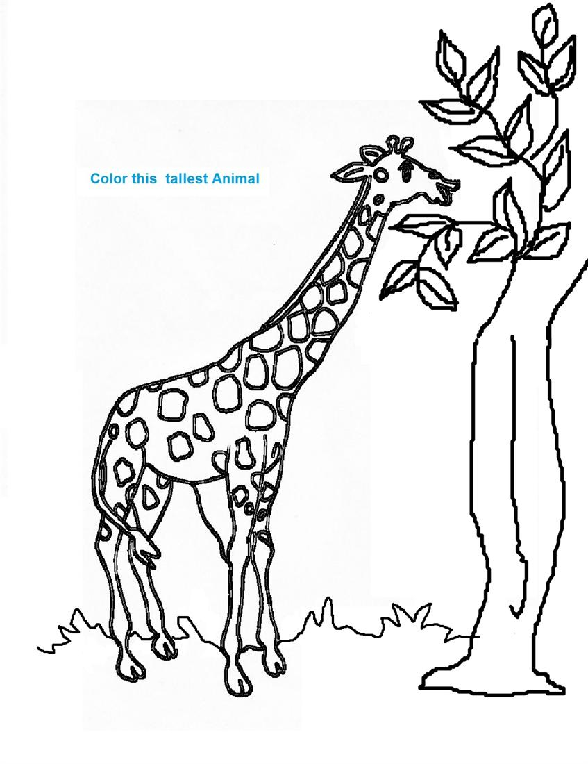 Coloriage d'une girafe paisible dans son habitat naturel
