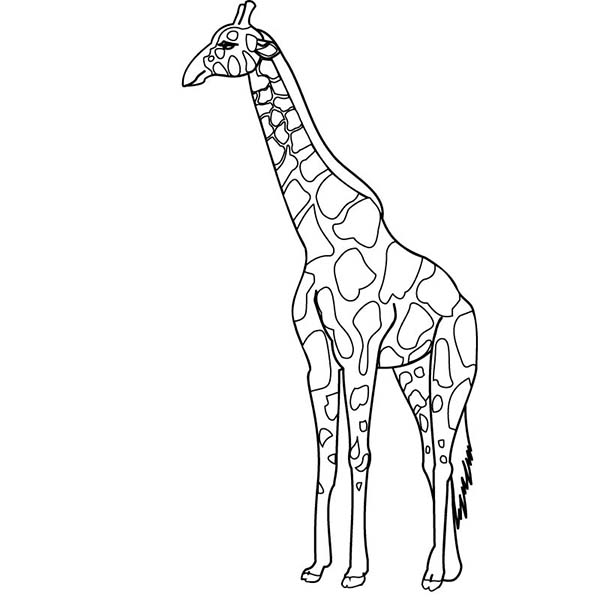 Coloriage d'une girafe au centre d'une savane