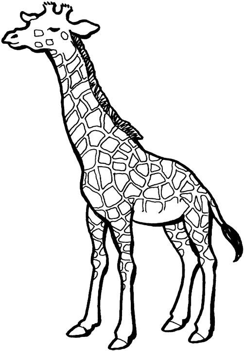 Giraffe en train de brouter dans un paysage naturel