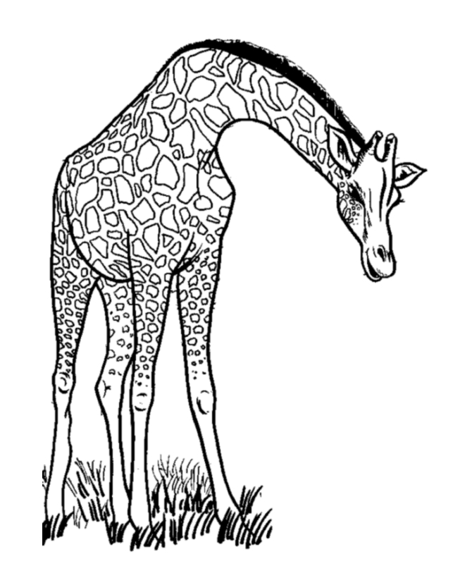 Coloriage d'une girafe dans un paysage naturel
