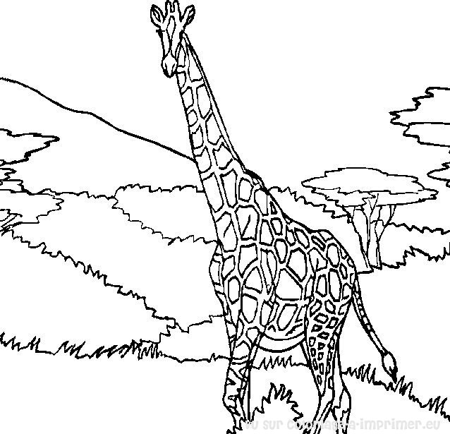 Coloriage d'une girafe mangeant des feuilles sous un arbre