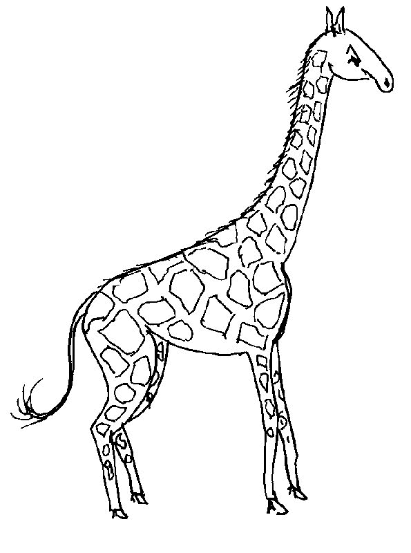 Une girafe curieuse dans son habitat naturel