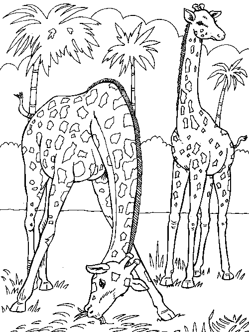 Coloriage d'une girafe majestueuse dans son habitat naturel