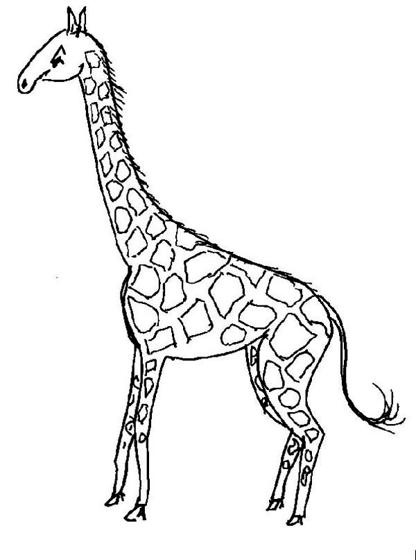 Coloriage d'une girafe dans un paysage naturel