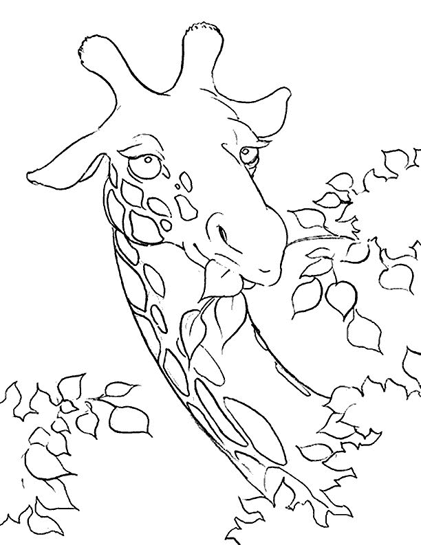 Coloriage d'une girafe dans un environnement naturel