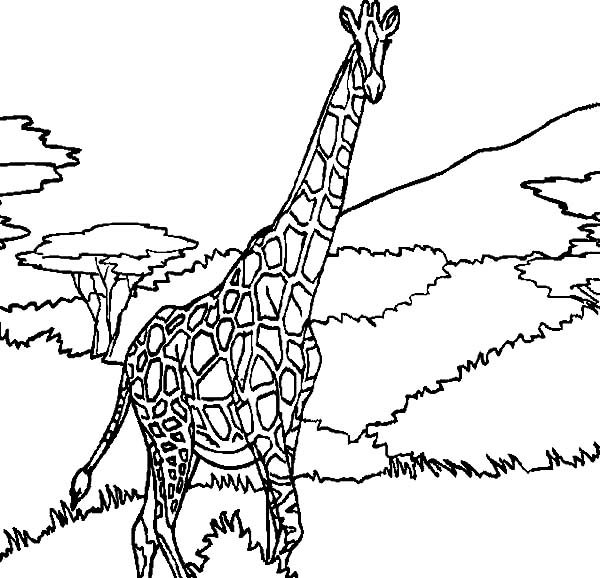Coloriage d'une girafe avec un décor naturel