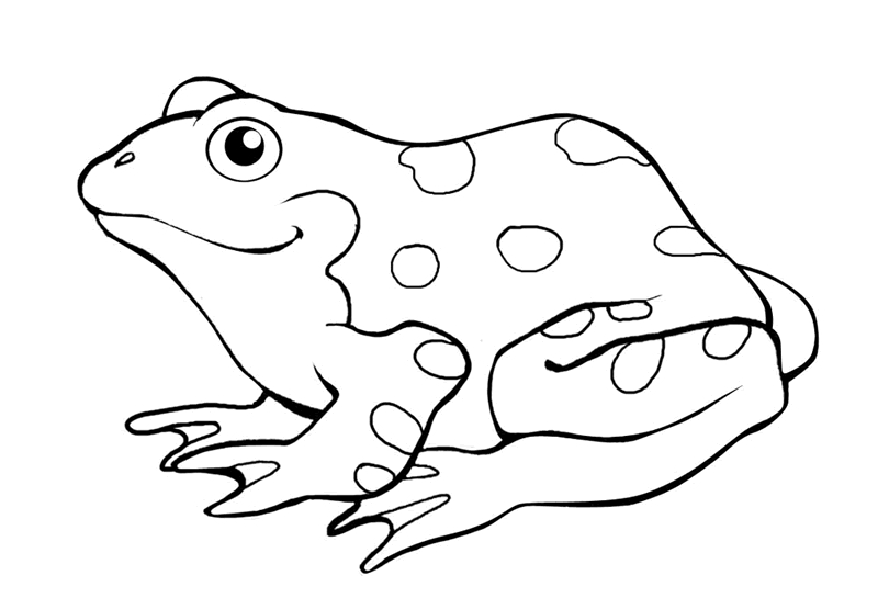 Coloriage d'une grenouille assise sur une feuille dans un environnement naturel