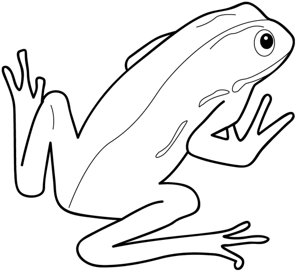 Coloriage d'une grenouille assise sur une feuille dans un environnement naturel