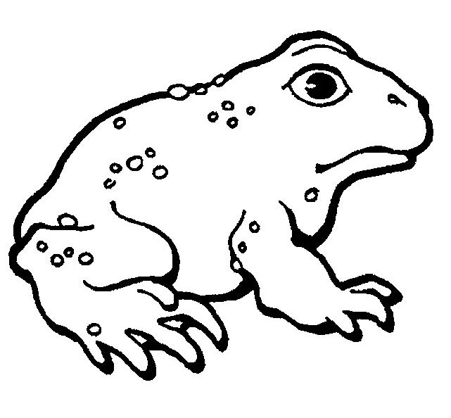Coloriage d'une grenouille assise sur une feuille au bord de l'eau