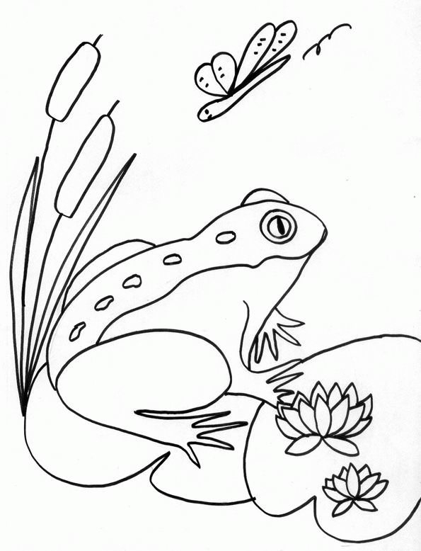 Une grenouille joyeuse assise sur un nénuphar au bord d'un étang