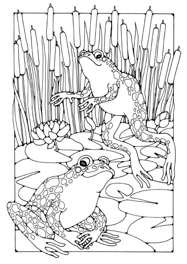 Coloriage d'une grenouille sur une feuille de nénuphar dans un environnement aquatique