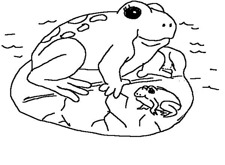 Une grenouille joyeuse sur un nénuphar au bord d'un étang