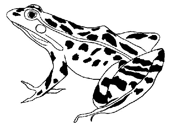 Coloriage d'une grenouille assise sur une feuille dans une mare