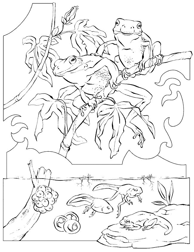 Coloriage d'une grenouille sur une feuille de nénuphar dans son environnement aquatique