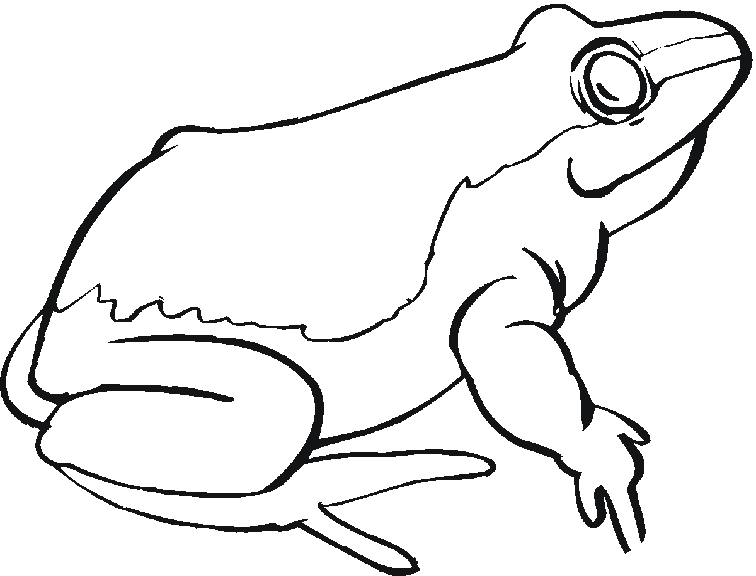 Coloriage d'une grenouille sur une feuille de nénuphar au bord d'un étang