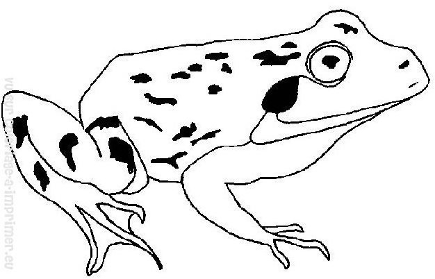 Coloriage d'une grenouille assise sur une feuille de nénuphar dans une mare