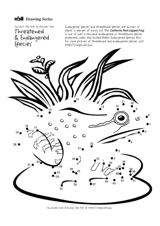 Coloriage d'une grenouille au repos sur une feuille de nénuphar