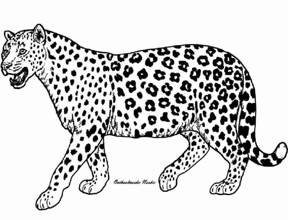 Coloriage d’un guépard en pleine course à travers la savane