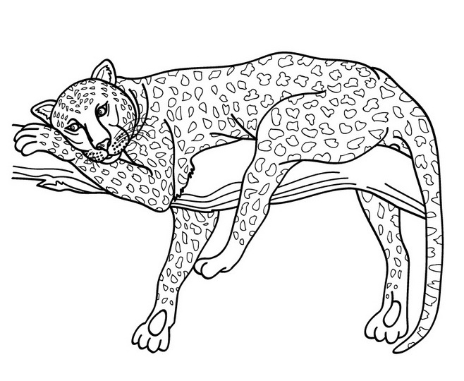 Guepard en pleine course dans la savane