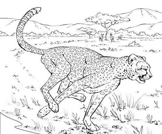 Coloriage d'un guépard en mouvement dans son habitat naturel