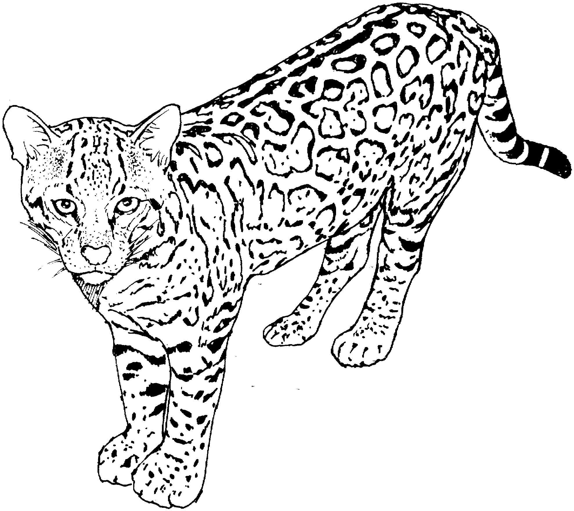 Guepard en position de course sur un fond naturel
