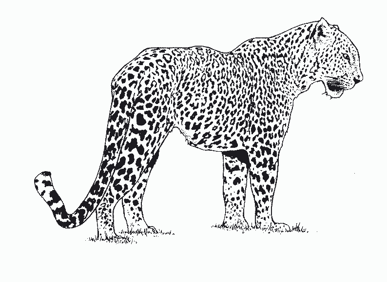 Guepard en pleine course à travers la savane