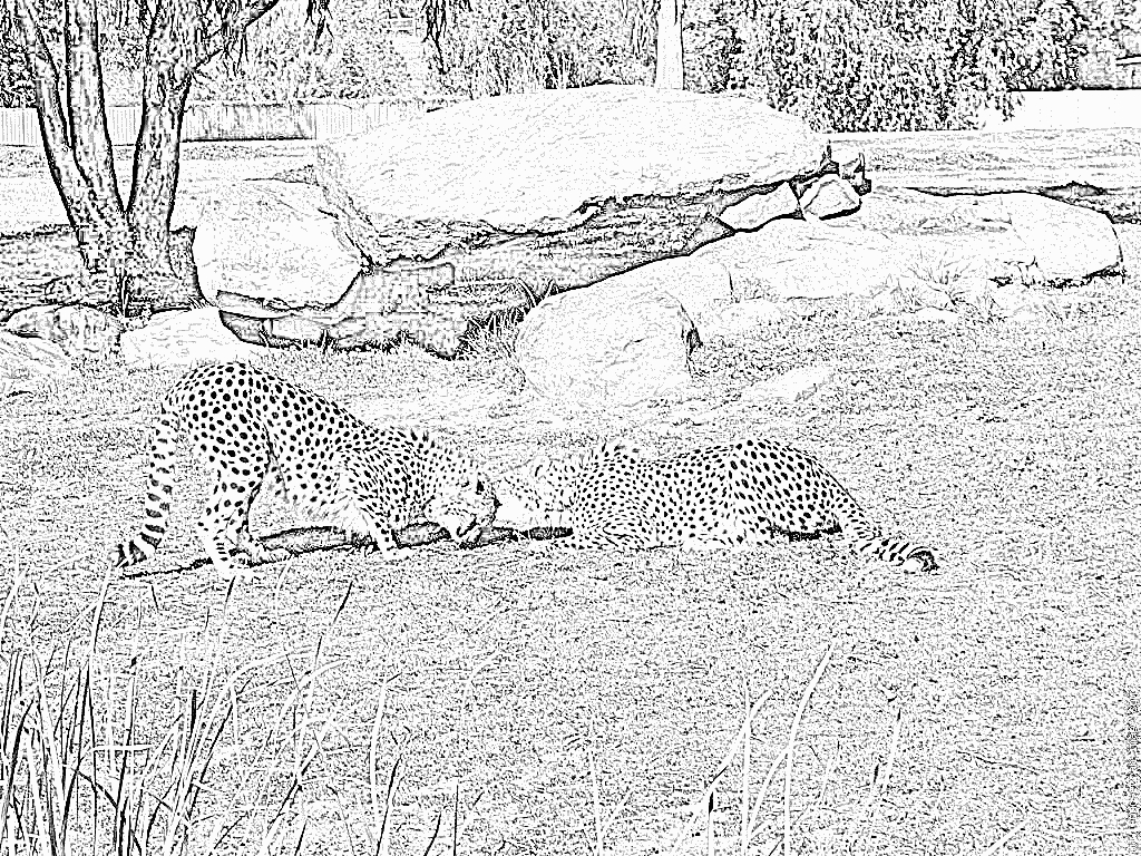 Coloriage d'un guépard en pleine course sur la savane